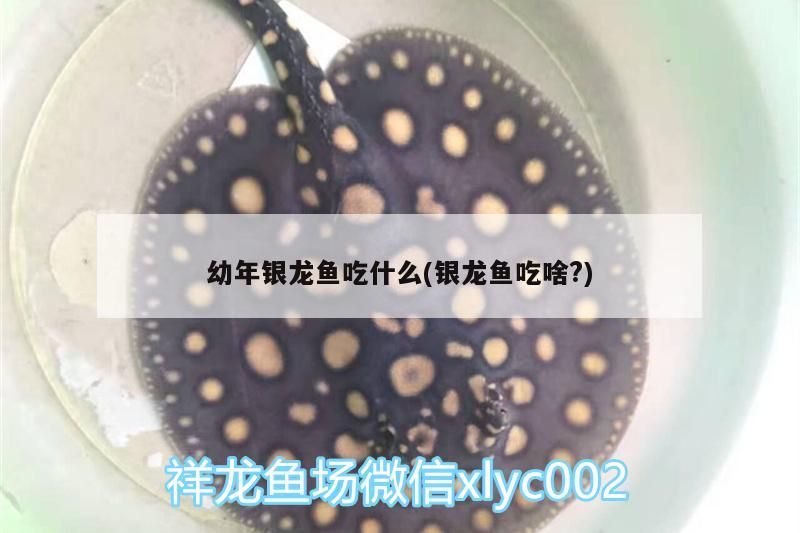 幼年銀龍魚吃什么(銀龍魚吃啥?)