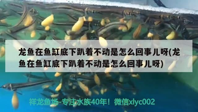 龍魚在魚缸底下趴著不動是怎么回事兒呀(龍魚在魚缸底下趴著不動是怎么回事兒呀)