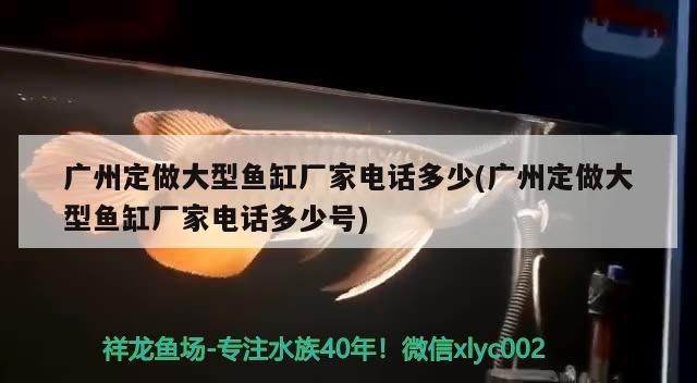 廣州定做大型魚缸廠家電話多少(廣州定做大型魚缸廠家電話多少號)