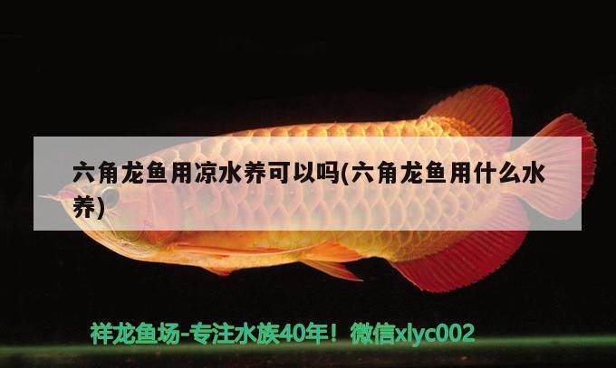魚缸 吉印智能水族app(吉印智能水族) 九鼎魚缸 吉印智能水族app(吉印智能水族) 吉印智能水族app(吉印智能水族) 九鼎魚缸