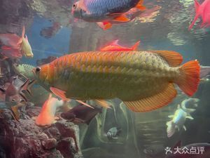 水族館是什么時候建立的（上海海洋水族館是什么時候建立的，水族館是什么時候建立的）