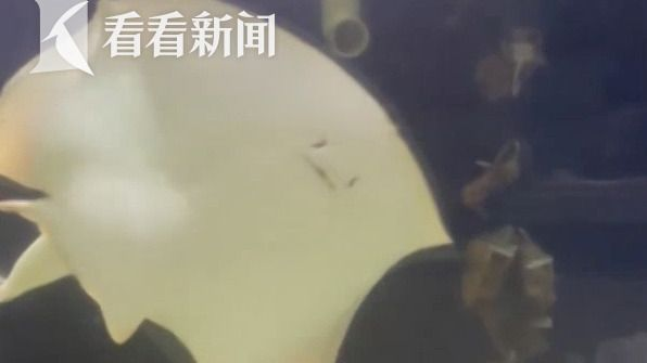 水族館是什么時候建立的（上海海洋水族館是什么時候建立的，水族館是什么時候建立的）