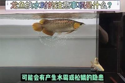 紅龍魚換水后不吃東西怎么辦 紅龍魚百科 第1張 紅龍魚換水后不吃東西怎么辦 紅龍魚換水后不吃東西怎么辦 紅龍魚百科 第1張