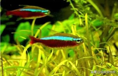 紅色觀賞魚怎么養(yǎng)（紅色觀賞魚的養(yǎng)護）