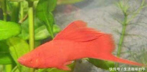 紅色觀賞魚怎么養(yǎng)（紅色觀賞魚的養(yǎng)護）