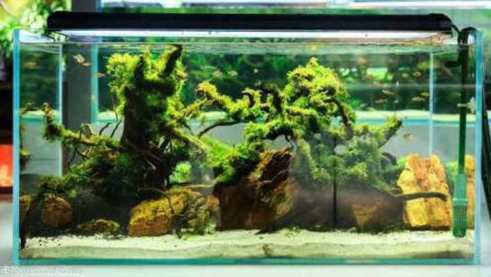 1米高的魚缸怎么造景視頻講解：1米高的魚缸造景視頻素材網1米高的魚缸造景技巧