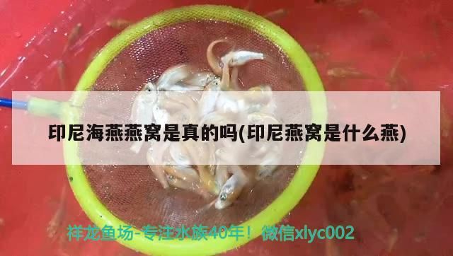 吉印怎么樣：吉印官方網站
