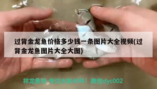 過背金龍魚價格多少錢一條圖片大全視頻(過背金龍魚圖片大全大圖)