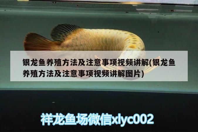 銀龍魚養殖方法及注意事項視頻講解(銀龍魚養殖方法及注意事項視頻講解圖片)