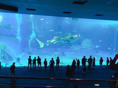 水族館名字（世界著名水族館特色介紹水族館名字及其背后的故事）