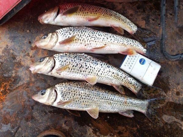 虎魚掉鱗正常嗎：虎魚掉鱗并不一定正常