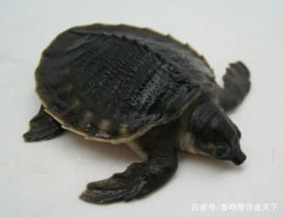 豬鼻龜瀕危原因有哪些：豬鼻龜為什么不讓賣？