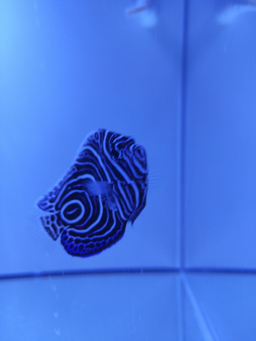 藍圈體表有這種擦傷和一塊凸起 龍魚論壇 第1張 藍圈體表有這種擦傷和一塊凸起 藍圈體表有這種擦傷和一塊凸起 龍魚論壇 第1張