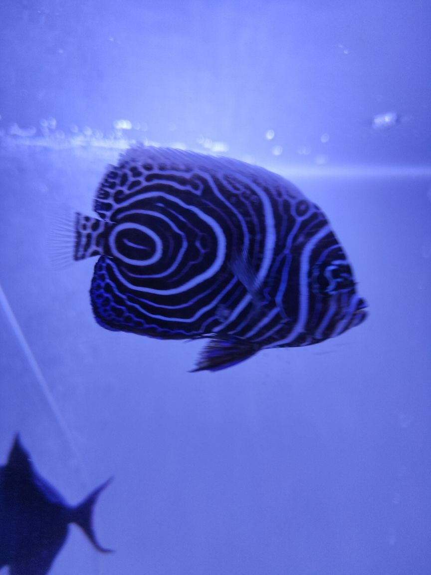 藍圈體表有這種擦傷和一塊凸起 龍魚論壇 第2張 藍圈體表有這種擦傷和一塊凸起 藍圈體表有這種擦傷和一塊凸起 龍魚論壇 第2張