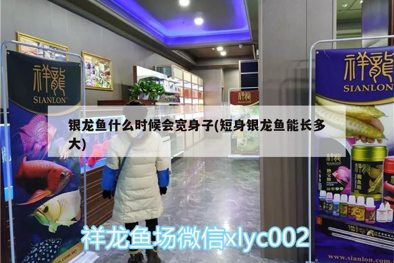 銀龍魚什么時候會寬身子(短身銀龍魚能長多大)