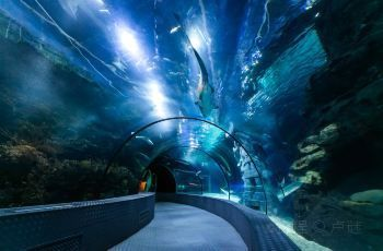 水族館有什么項目可以做（水族館主要項目介紹）