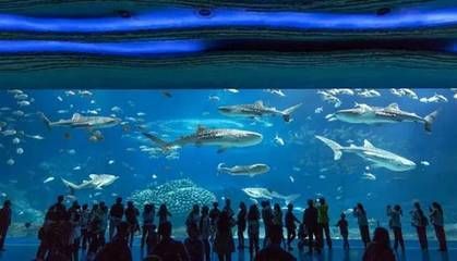 水族館有什么項目可以做（水族館主要項目介紹）