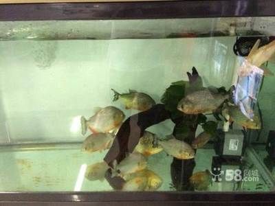 寵物觀賞魚是歸哪個部門主管的呀（寵物觀賞魚的主管部門）