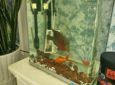 寵物觀賞魚是歸哪個部門主管的呀（寵物觀賞魚的主管部門）