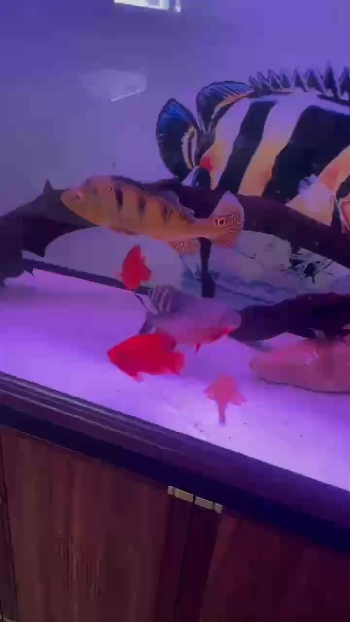 新添的魚