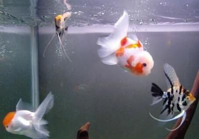 花草觀賞魚容易死嗎為什么（花草觀賞魚容易死亡的原因） 花草觀賞魚容易死嗎為什么（花草觀賞魚容易死亡的原因） 速倍妥魚糧魚藥 第2張