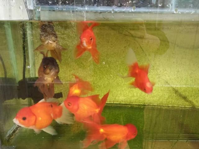 花草觀賞魚容易死嗎為什么（花草觀賞魚容易死亡的原因） 花草觀賞魚容易死嗎為什么（花草觀賞魚容易死亡的原因） 速倍妥魚糧魚藥 第3張