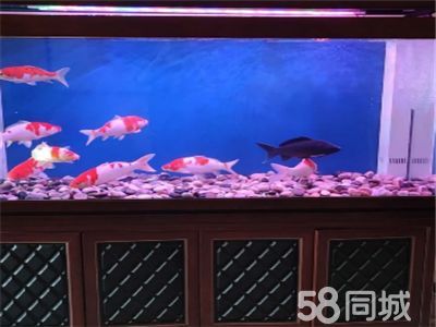龍魚缸清潔魚缸的方法，如何選擇魚缸清潔工具，龍魚缸清潔后的水質(zhì)管理