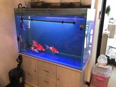 2米高魚缸：2米高的魚缸在家居中較為罕見，可能會讓小孩沒有安全感
