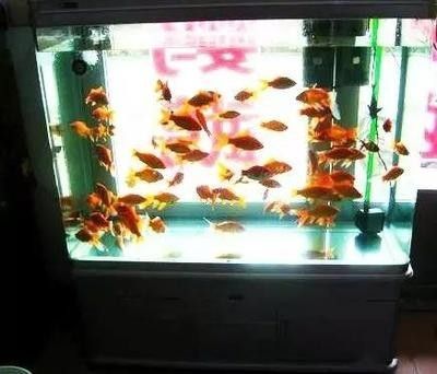 龍魚的魚缸怎么降溫