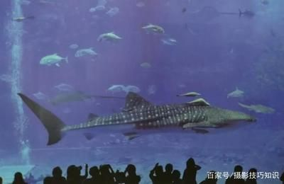 水族館發展前景怎么樣?。喝蛞呀ǔ砷_放的水族館約550家，市場前景廣闊 水族館發展前景怎么樣?。喝蛞呀ǔ砷_放的水族館約550家，市場前景廣闊 水族館百科（水族館加盟） 第5張