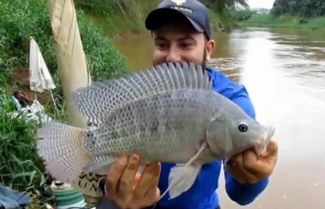 魟魚不吃食打什么針：魟魚不吃食怎么辦