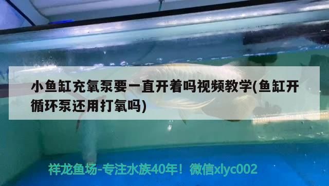 小魚缸充氧泵要一直開著嗎視頻教學(魚缸開循環泵還用打氧嗎) 小魚缸充氧泵要一直開著嗎視頻教學(魚缸開循環泵還用打氧嗎) 元寶鳳凰魚百科