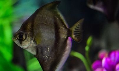 龍魚外傷用什么藥vs祥龍魚場：龍魚受傷后如何處理