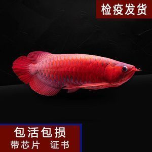 龍魚外傷用什么藥vs祥龍魚場：龍魚受傷后如何處理
