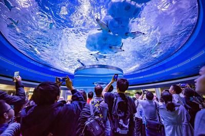 開個水族館的艱難生活視頻:關于開個水族館的艱難生活 水族館百科(水族館加盟) 第5張 開個水族館的艱難生活視頻:關于開個水族館的艱難生活 開個水族館的艱難生活視頻:關于開個水族館的艱難生活 水族館百科(水族館加盟) 第5張