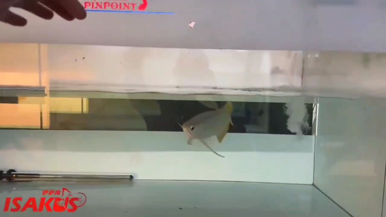 新茶檢疫中
