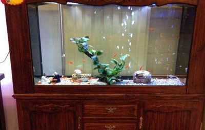 怎么清理大型魚缸（怎么清理大型魚缸污垢）