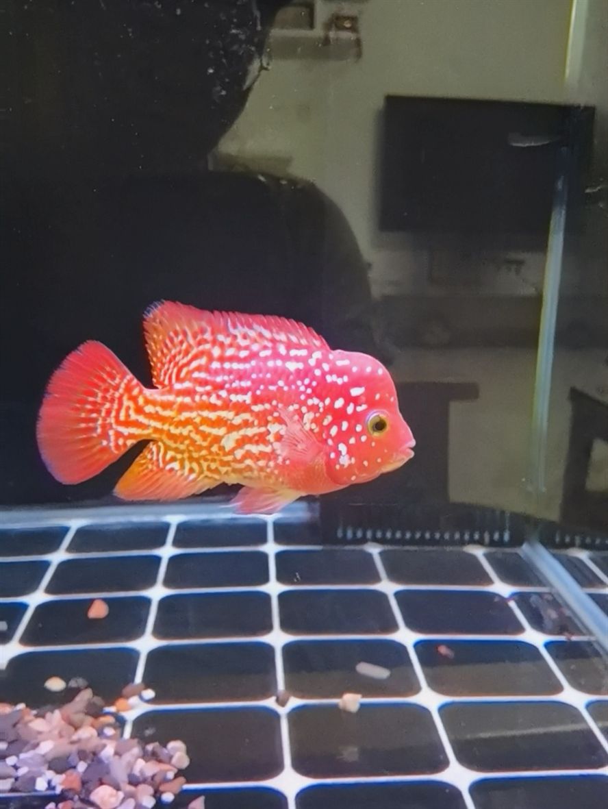蛇紋古典火鳳