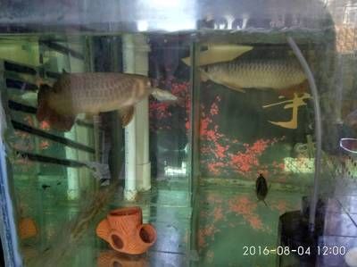 過背金龍魚好養嗎怎么養的：過背金龍魚的飼養技術