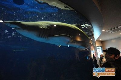 水族館加盟條件及費用標準表格：水族館加盟品牌選擇指南,