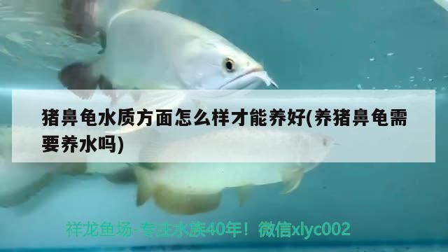 豬鼻龜水質方面怎么樣才能養好(養豬鼻龜需要養水嗎) 豬鼻龜水質方面怎么樣才能養好(養豬鼻龜需要養水嗎) 豬鼻龜百科
