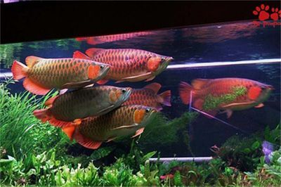 龍魚吃的泥鰍怎么處理vs祥龍魚場：龍魚吃的泥鰍怎么處理