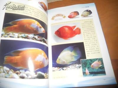 觀賞魚交易網站有哪些（全球觀賞魚文化探秘）