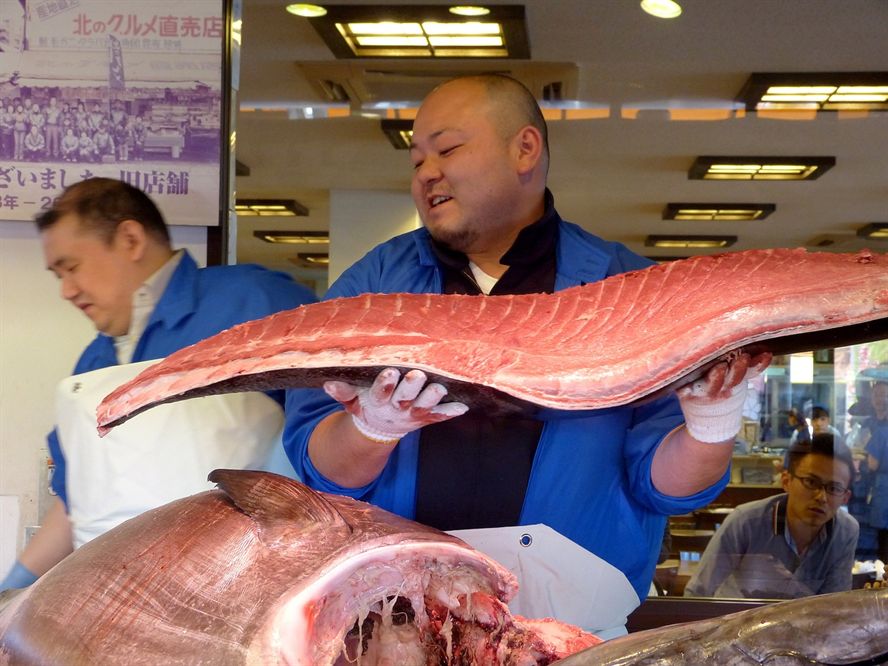 藍曼龍魚和什么魚混養好看又好養（藍曼龍魚和什么魚混養好看又好養活）