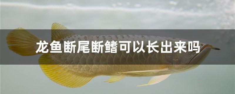 龍魚斷尾斷鰭可以長(zhǎng)出來(lái)嗎