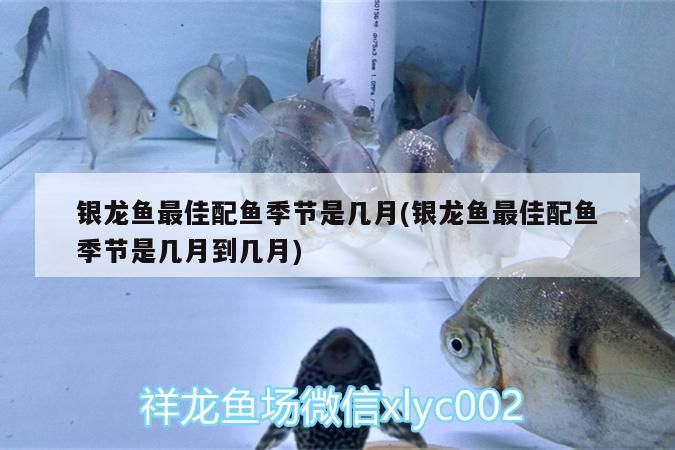 銀龍魚最佳配魚季節是幾月(銀龍魚最佳配魚季節是幾月到幾月)