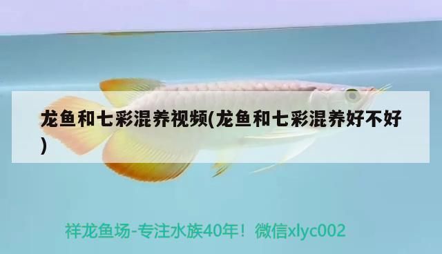 龍魚和七彩混養視頻(龍魚和七彩混養好不好)