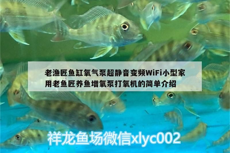 老漁匠魚缸氧氣泵超靜音變頻WiFi小型家用老魚匠養魚增氧泵打氧機的簡單介紹 老漁匠魚缸氧氣泵超靜音變頻WiFi小型家用老魚匠養魚增氧泵打氧機的簡單介紹 老魚匠