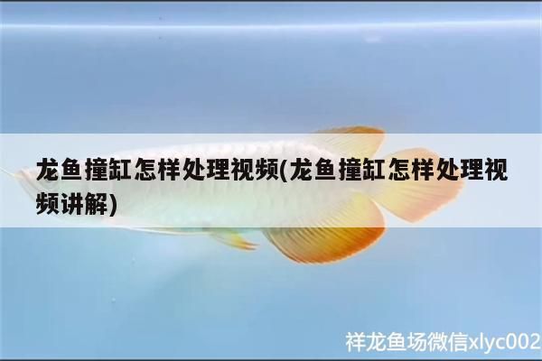 龍魚撞缸怎樣處理視頻(龍魚撞缸怎樣處理視頻講解) 龍魚撞缸怎樣處理視頻(龍魚撞缸怎樣處理視頻講解) 黃金貓魚百科