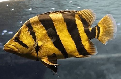 黃金河虎魚常見疾病預(yù)防，黃金河虎魚常見疾病的預(yù)防措施